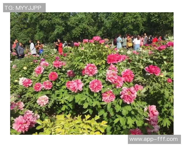 潘强：从草根球员到职业联赛的奋斗历程与启示